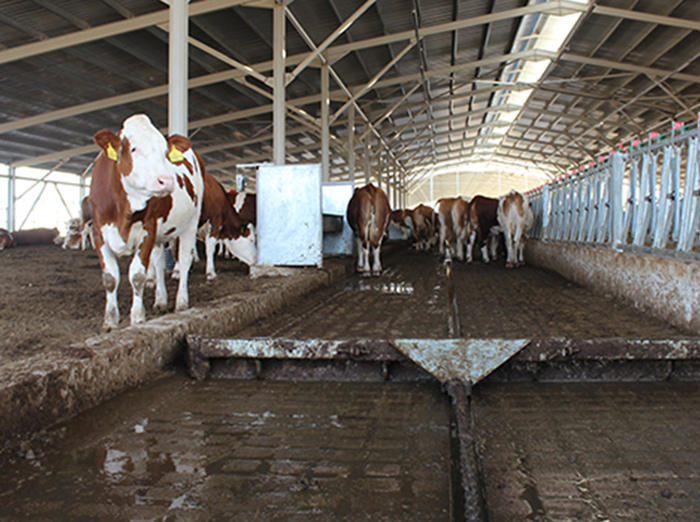 Manure Management