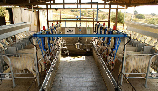 Simple Milking Parlour